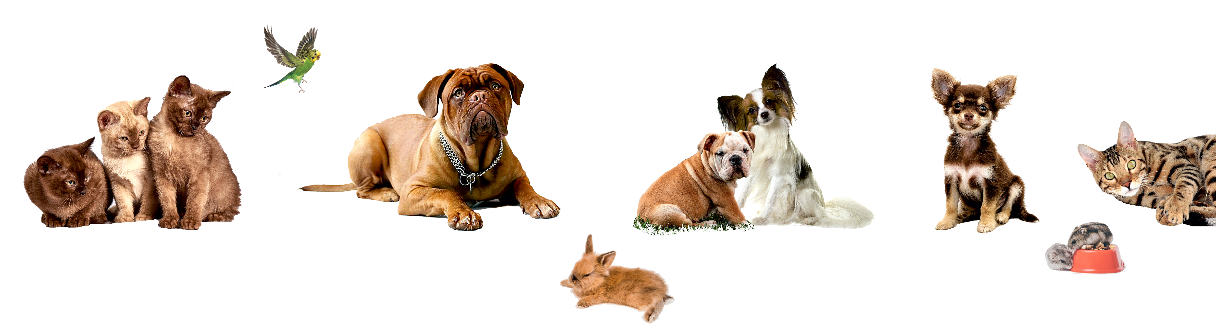Hunde