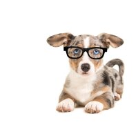 Intelligent-Dogs-Schnueffel