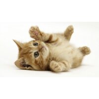 KatzenPflege