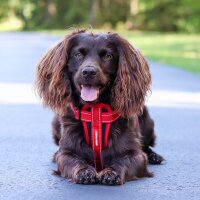 EZY dog ChestPlate Harness